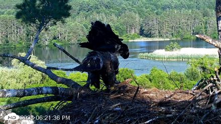 VINS Bald Eagles Nest Live Cams - Jun 29, 2026, 6:22pm EDT