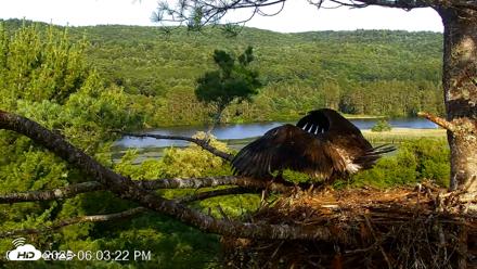 VINS Bald Eagles Nest Live Cams - Jul 17, 2026, 6:04pm EDT
