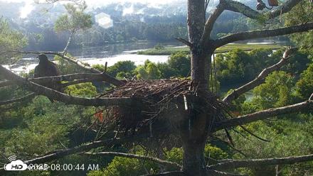 VINS Bald Eagles Nest Live Cams - Aug 13, 2026, 8:01am EDT