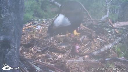 VINS Bald Eagles Nest Live Cams - Apr 28, 2026, 11:15am EDT