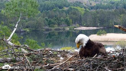VINS Bald Eagles Nest Live Cams - May 13, 2026, 9:19am EDT