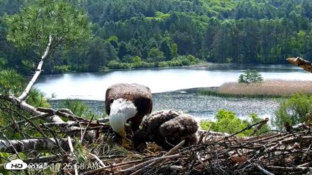 VINS Bald Eagles Nest Live Cams - May 27, 2026, 10:26am EDT