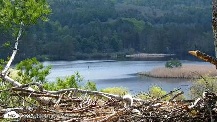 VINS Bald Eagles Nest Live Cams - May 10, 2026, 9:44am EDT