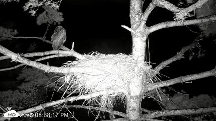 VINS Bald Eagles Nest Live Cams - Aug 12, 2026, 8:39pm EDT