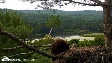 VINS Bald Eagles Nest Live Cams - Jul 18, 2026, 7:39am EDT