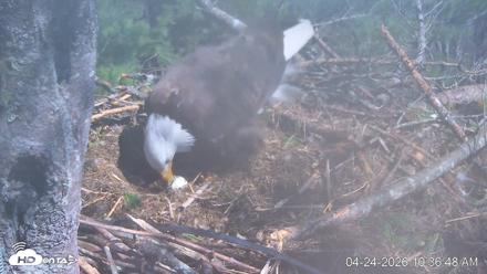 VINS Bald Eagles Nest Live Cams - Apr 24, 2026, 10:37am EDT