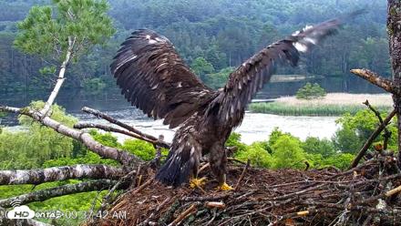 VINS Bald Eagles Nest Live Cams - Jun 26, 2026, 9:38am EDT