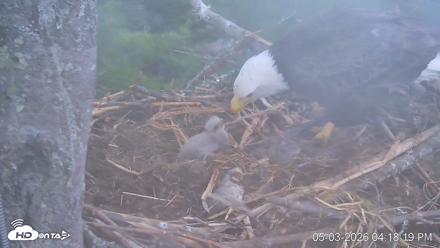 VINS Bald Eagles Nest Live Cams - May 3, 2026, 4:19pm EDT