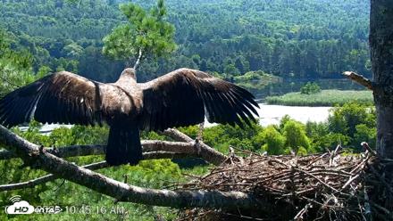 VINS Bald Eagles Nest Live Cams - Jul 24, 2026, 10:45am EDT
