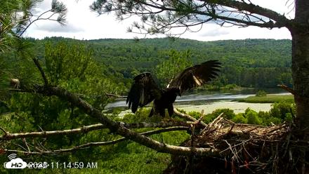 VINS Bald Eagles Nest Live Cams - Jul 10, 2026, 11:15am EDT