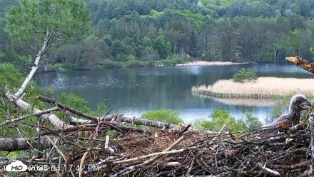 VINS Bald Eagles Nest Live Cams - May 19, 2026, 4:18pm EDT