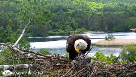 VINS Bald Eagles Nest Live Cams - May 30, 2026, 1:18pm EDT