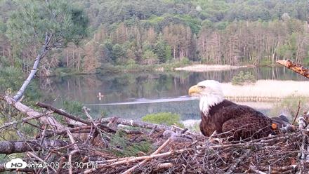 VINS Bald Eagles Nest Live Cams - May 22, 2026, 8:27pm EDT
