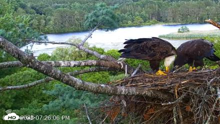 VINS Bald Eagles Nest Live Cams - Jul 22, 2026, 7:27pm EDT