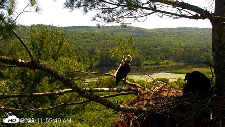 VINS Bald Eagles Nest Live Cams - Jul 5, 2026, 11:56am EDT