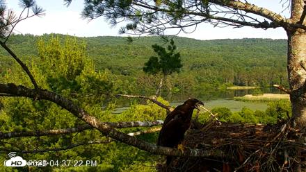 VINS Bald Eagles Nest Live Cams - Jul 8, 2026, 4:38pm EDT