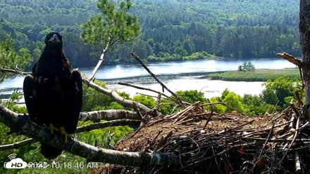VINS Bald Eagles Nest Live Cams - Jul 3, 2026, 10:19am EDT