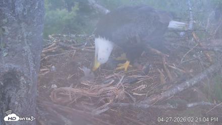 VINS Bald Eagles Nest Live Cams - Apr 27, 2026, 2:21pm EDT