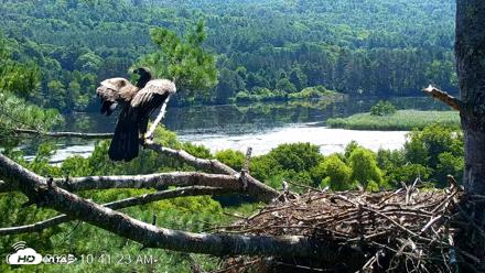 VINS Bald Eagles Nest Live Cams - Jul 24, 2026, 10:42am EDT