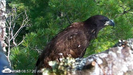 VINS Bald Eagles Nest Live Cams - Jul 26, 2026, 8:58am EDT