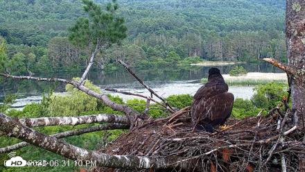 VINS Bald Eagles Nest Live Cams - Jul 1, 2026, 6:32pm EDT