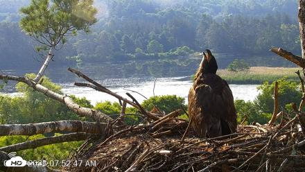 VINS Bald Eagles Nest Live Cams - Jun 29, 2026, 7:53am EDT