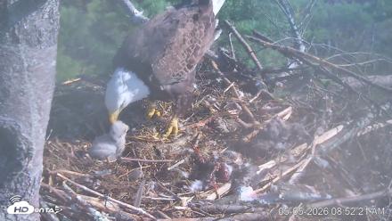 VINS Bald Eagles Nest Live Cams - May 5, 2026, 8:53am EDT