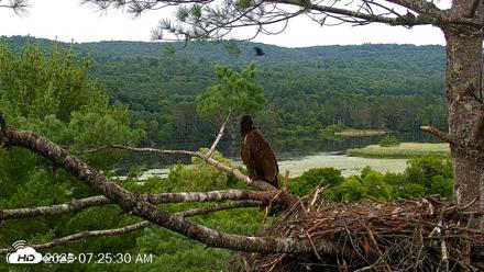 VINS Bald Eagles Nest Live Cams - Jul 18, 2026, 7:26am EDT