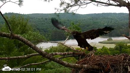 VINS Bald Eagles Nest Live Cams - Jul 15, 2026, 2:39pm EDT
