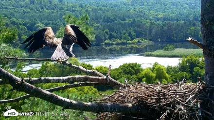 VINS Bald Eagles Nest Live Cams - Jul 24, 2026, 10:42am EDT