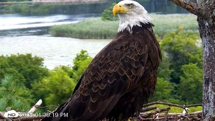 VINS Bald Eagles Nest Live Cams - Aug 22, 2026, 1:40pm EDT