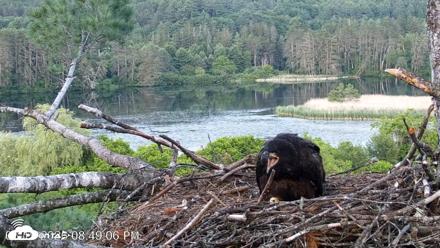 VINS Bald Eagles Nest Live Cams - Jun 19, 2026, 8:50pm EDT
