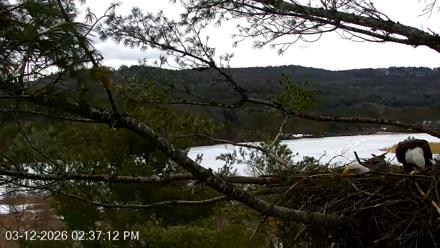 VINS Bald Eagles Nest Live Cams - Mar 12, 2026, 2:37pm EDT