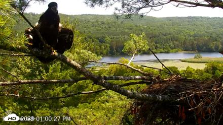 VINS Bald Eagles Nest Live Cams - Jul 3, 2026, 1:01pm EDT