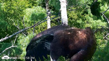 VINS Bald Eagles Nest Live Cams - Jul 27, 2026, 1:00pm EDT