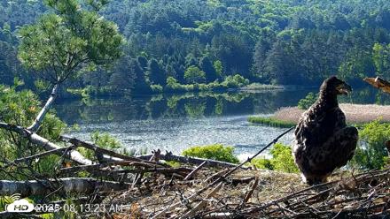 VINS Bald Eagles Nest Live Cams - Jun 3, 2026, 8:14am EDT