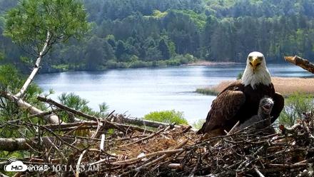 VINS Bald Eagles Nest Live Cams - May 19, 2026, 10:12am EDT