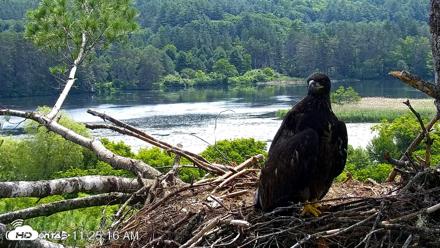 VINS Bald Eagles Nest Live Cams - Jun 27, 2026, 11:26am EDT