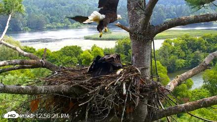 VINS Bald Eagles Nest Live Cams - Jul 28, 2026, 12:57pm EDT