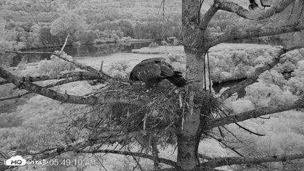 VINS Bald Eagles Nest Live Cams - Jul 29, 2026, 5:49am EDT
