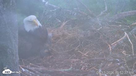 VINS Bald Eagles Nest Live Cams - May 13, 2026, 10:53am EDT