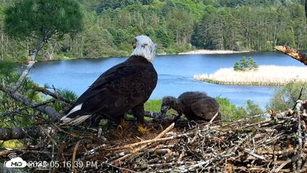 VINS Bald Eagles Nest Live Cams - May 19, 2026, 5:17pm EDT
