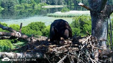 VINS Bald Eagles Nest Live Cams - Jul 24, 2026, 3:14pm EDT