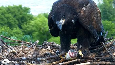 VINS Bald Eagles Nest Live Cams - Jul 24, 2026, 3:07pm EDT
