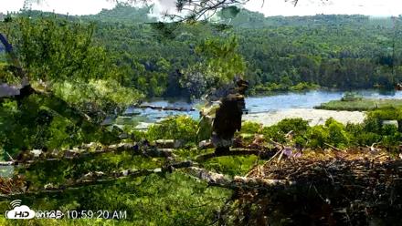 VINS Bald Eagles Nest Live Cams - Jul 17, 2026, 10:59am EDT