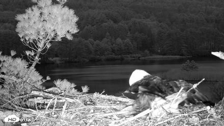 VINS Bald Eagles Nest Live Cams - May 6, 2026, 8:09pm EDT