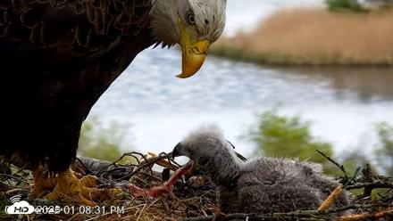 VINS Bald Eagles Nest Live Cams - May 13, 2026, 1:09pm EDT