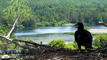 VINS Bald Eagles Nest Live Cams - Jun 11, 2026, 1:51pm EDT