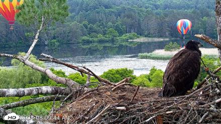 VINS Bald Eagles Nest Live Cams - Jun 21, 2026, 8:11am EDT
