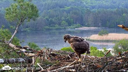VINS Bald Eagles Nest Live Cams - May 27, 2026, 5:24am EDT